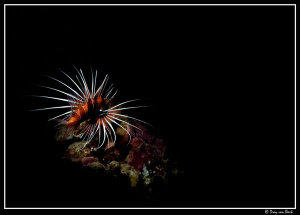 Snoot day 2.. still love it... by Dray Van Beeck 